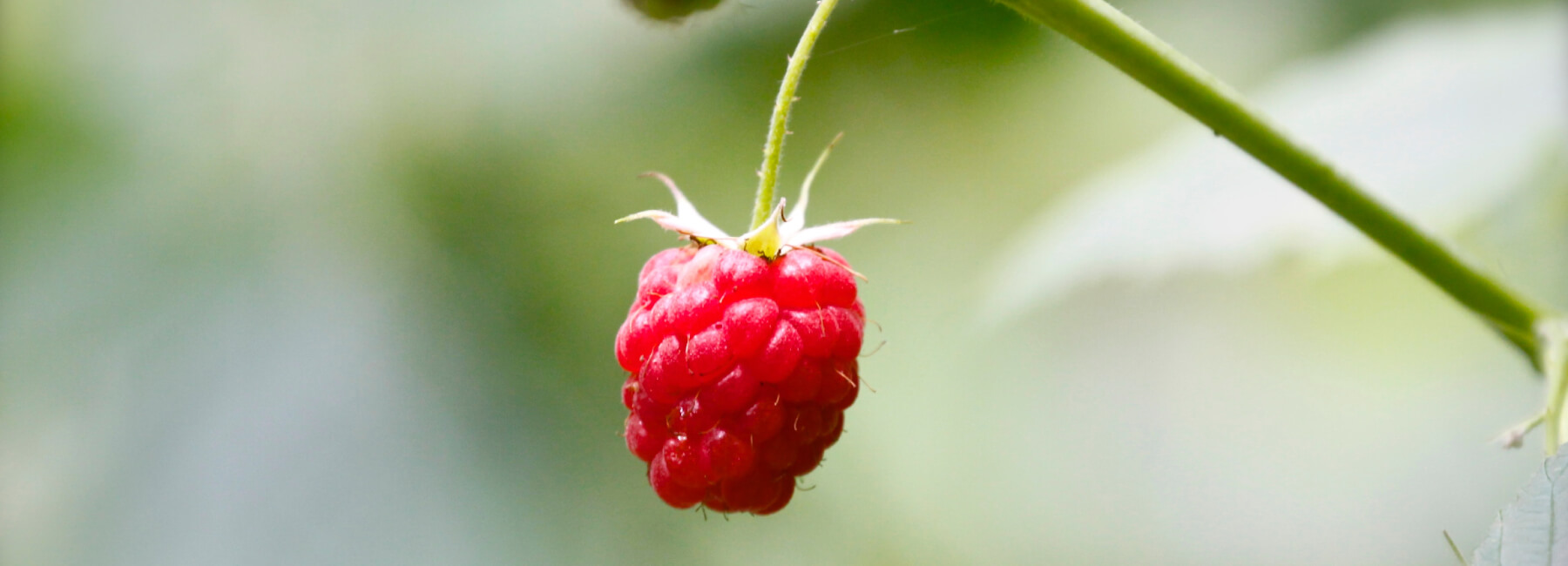 The story behind the name: Mopinion Raspberry